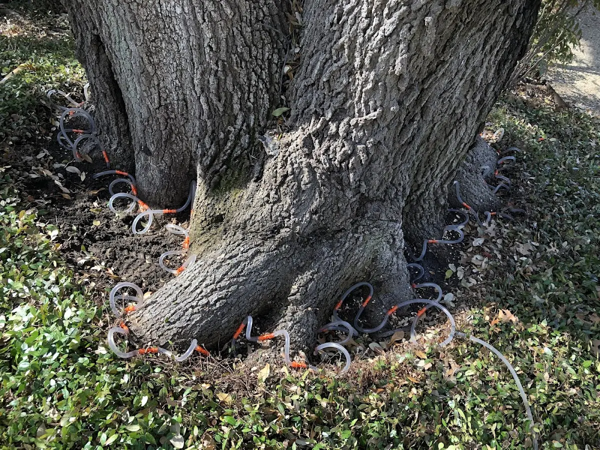 Detailed Tree Cabling and Bracing job site in Tabor