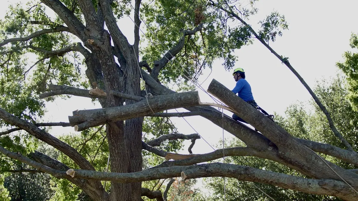 Professional Hazardous Tree Removal performed by certified arborists in Tabor
